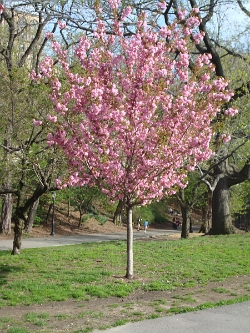 2011 Spring Scenery Walk - Riverside Park 17